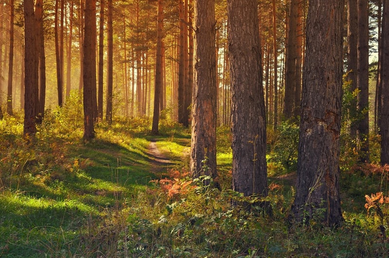 Forest Glade