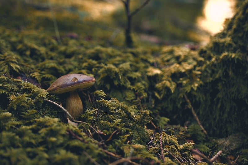 Moss Wall Art