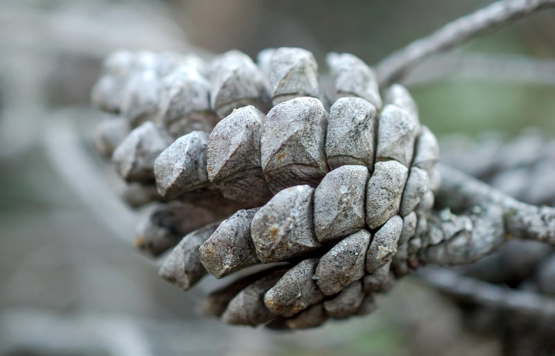 Pinecone and Candle Centerpiece